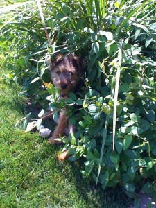 Fiona hiding in the bushes 9-09