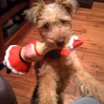 Fioan and her holiday rubber chicken